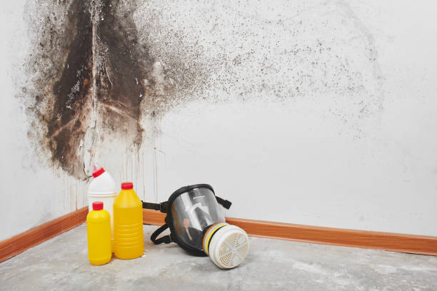 Best Attic Mold Removal  in East Honolulu, HI