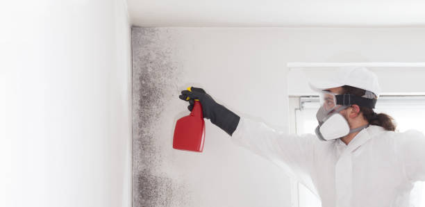 Best Commercial Mold Removal  in East Honolulu, HI