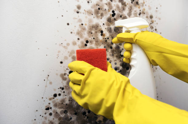 Best Commercial Mold Removal  in East Honolulu, HI