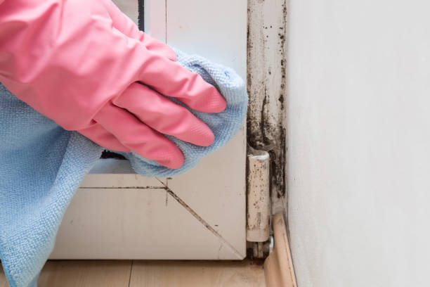 Best Certified Mold Removal  in East Honolulu, HI