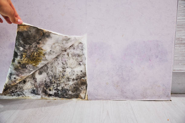 Mold Removal and Inspection in East Honolulu, HI
